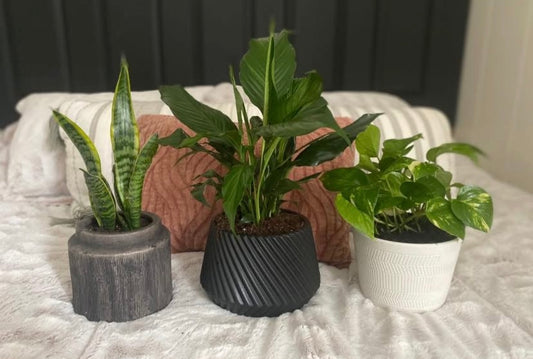 Houseplant wishes -small