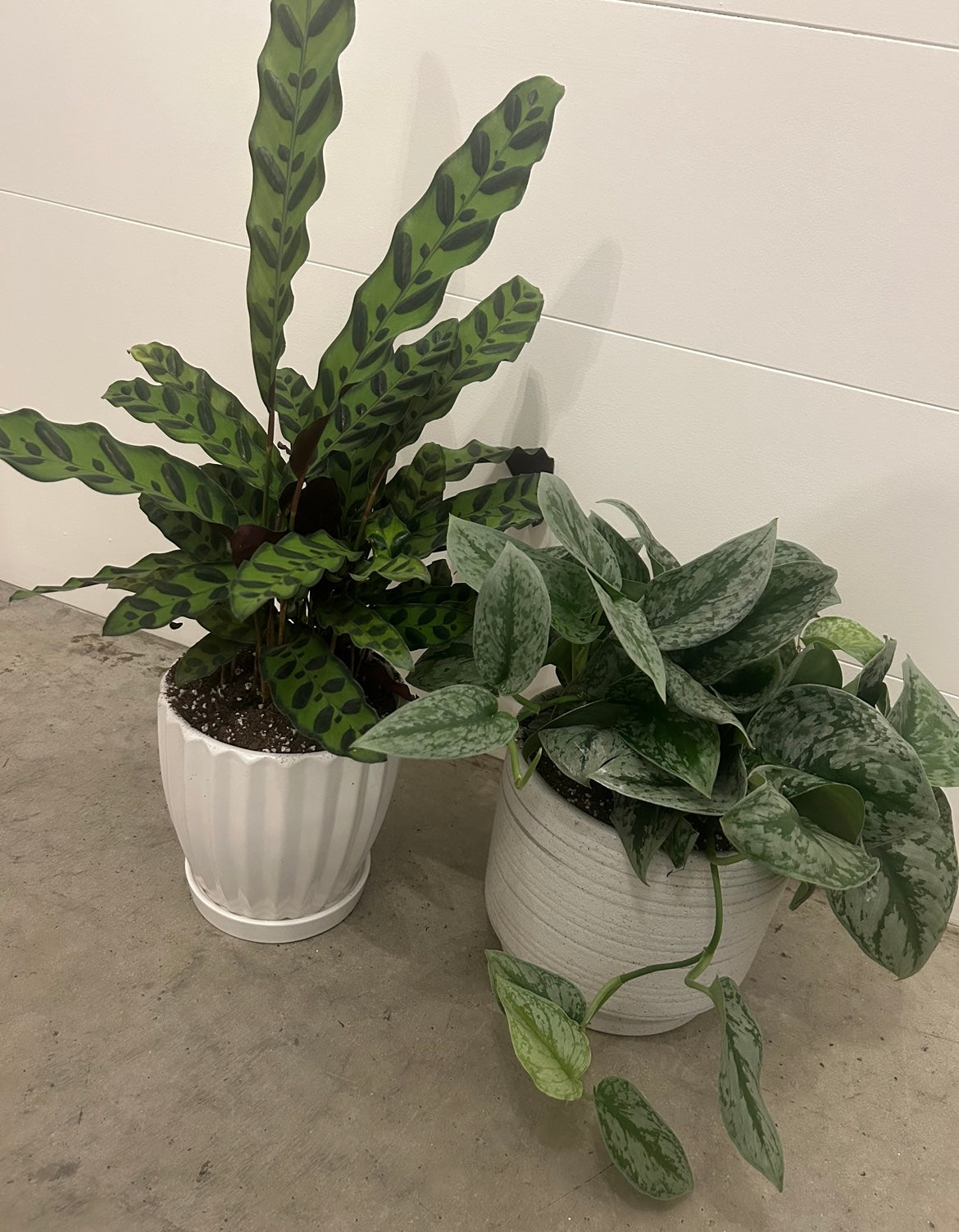 Florist picks potted houseplant